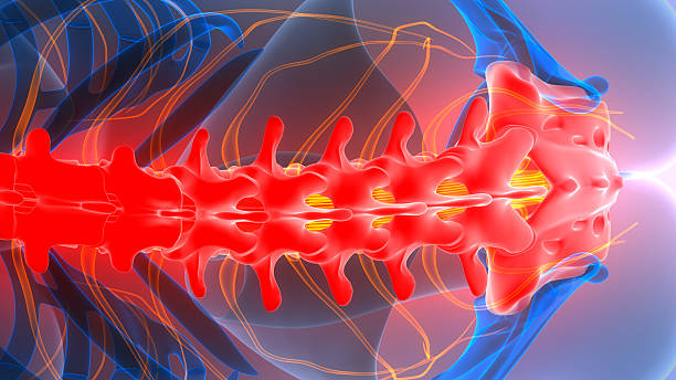istock Spinal Cord Vertebral Column of Human Skeleton System Anatomy 2245920361
