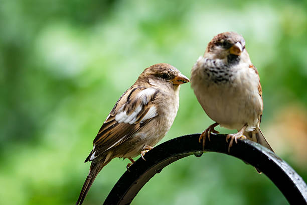 istock Pair of House Sparrows, including one with leucism, perched on a wet feeder pole in late September, Waukesha County, Wisconsin. 2245921046