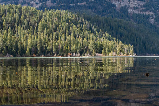 Phelps Lake in Grand Teton National Park features clear, mirror-like waters reflecting a dense pine forest and surrounding mountains. The forest consists of tall coniferous trees, lush and varied in green hues, lining the shore. The reflection creates a symmetrical visual, enhancing the serene and pristine nature of the landscape. Rugged mountain terrain rises in the background, adding to the grandeur and natural beauty of the area.