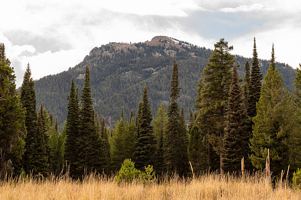 istock Pine trees  line the edge of a grass clearing 2245921595