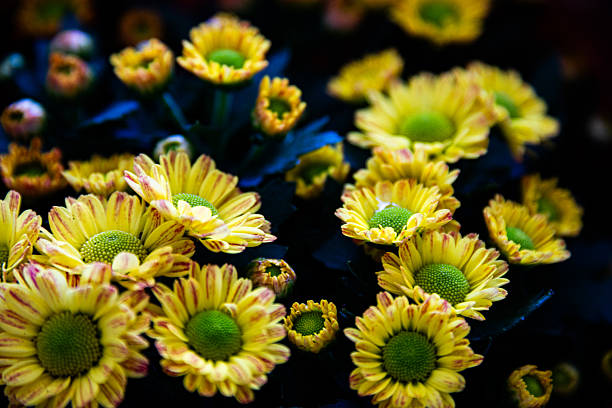 Yellow chrysanthemum with a black background