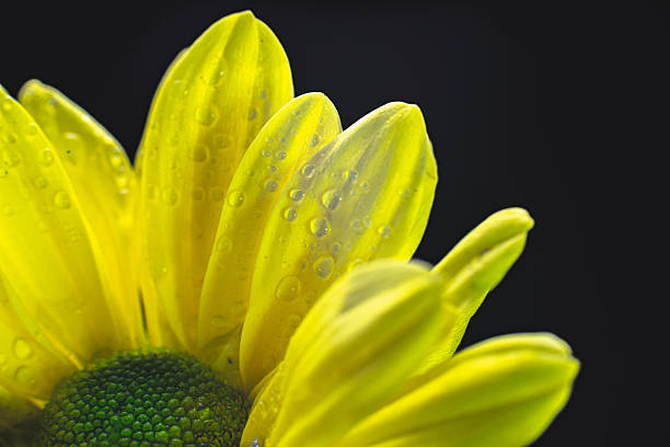 istock Closeup of yellow chrysanthemum 2245923551