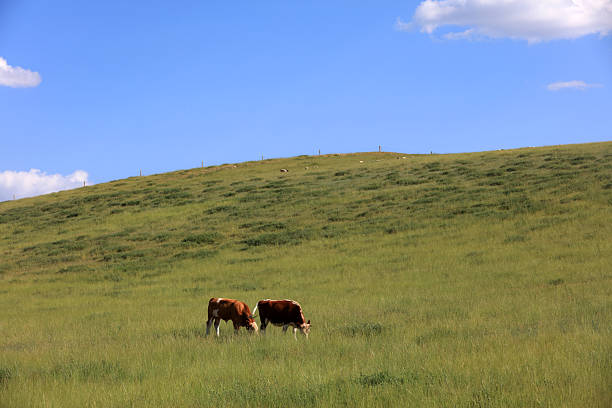 istock A herd of cattle was grazing on the prairie 2245924802