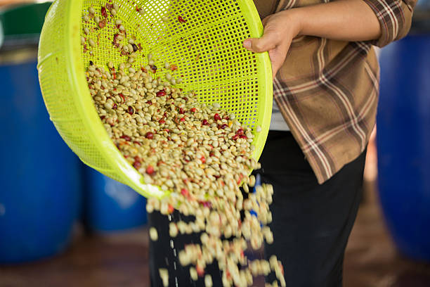 istock Close up smart farmer techniques hand coffee bean machinery roast apparatus dry sunlight tool sunbeam sunray sunshine fresh garden produce agriculture promotes farmer concept farm blur background 2245926090