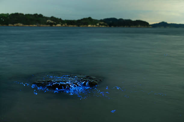 istock Bioluminescent vargula hilgendorfii glow along the coast 2245930353