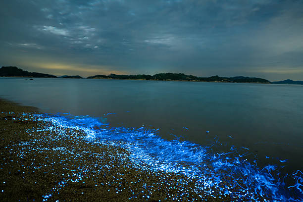 istock Bioluminescent vargula hilgendorfii glow along the coast 2245930354