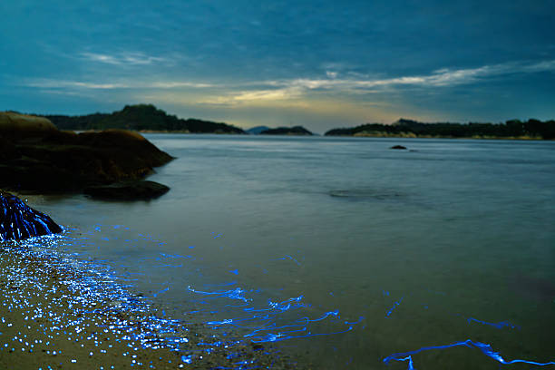 istock Bioluminescent vargula hilgendorfii glow along the coast 2245930359