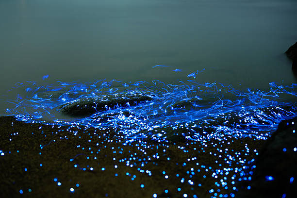 istock Bioluminescent vargula hilgendorfii glow along the coast 2245930368