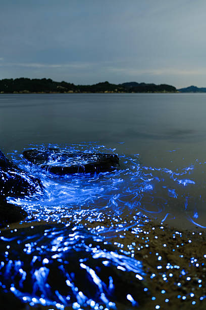 istock Bioluminescent vargula hilgendorfii glow along the coast 2245930377