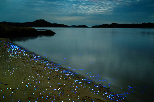 istock Bioluminescent vargula hilgendorfii glow along the coast 2245930382
