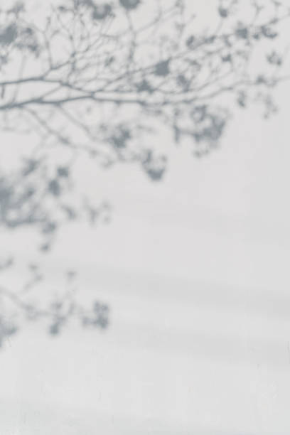 istock Shadow of tree branch on white wall background, vertical 2245931258