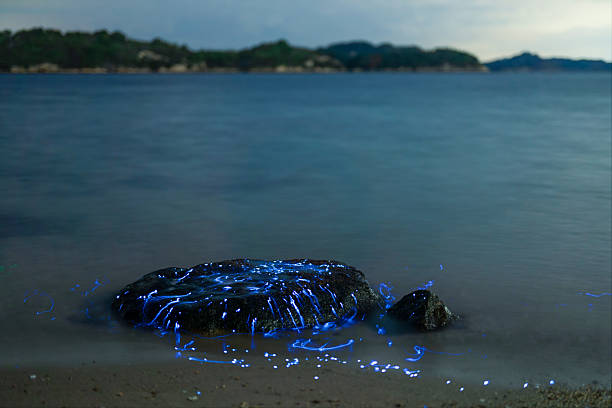 istock Bioluminescent vargula hilgendorfii glow along the coast 2245933353
