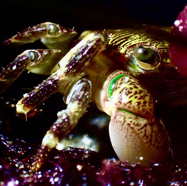 istock Young shore crab- eye close up 2245934046
