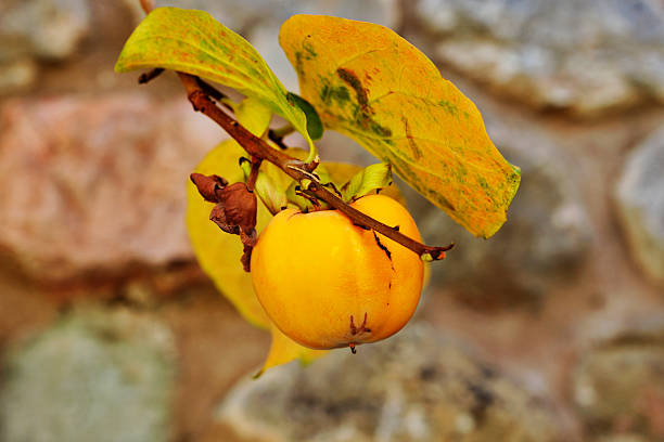 Orange fruit of persimmon hanging on tree, edible fruit ,