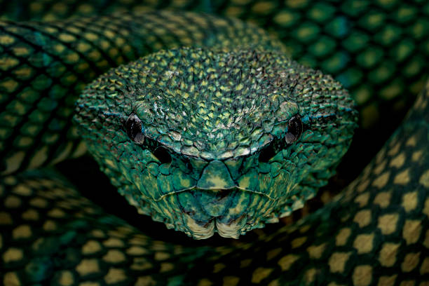 Bornean keeled green pit viper