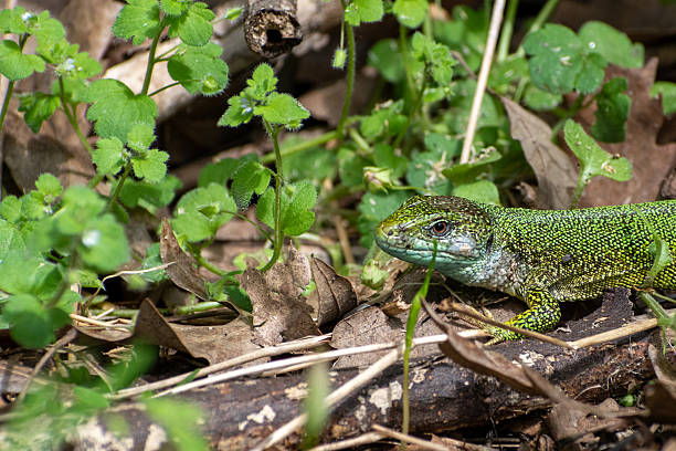 istock Green lizard close up in Natural habitat 2245938765