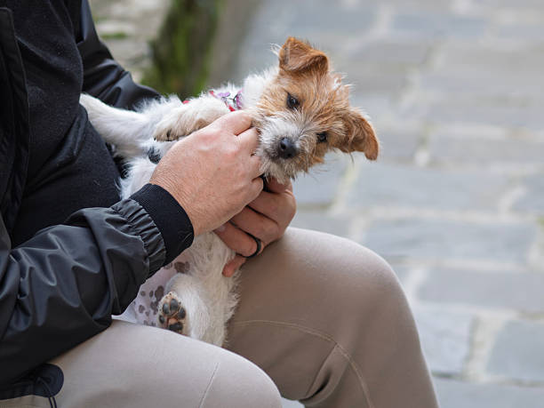 istock old jack russel dog with owner 2245941441