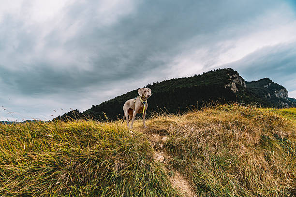 Weimaraner Dog on Mountain Trail, Dramatic Cloudy Sky, Green Hill, Golden Grass Path, Outdoor Adventure, Pet Hiking