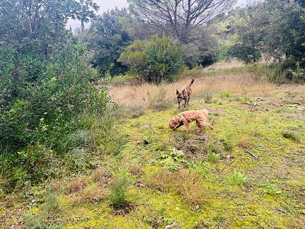 istock Two Mixed Breed Dogs Strolling Through Rural Landscape Surrounded by Nature 2245942640