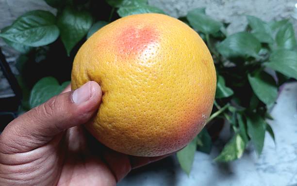 istock Fresh ripe grapefruit Chakotra tropical citrus fruit rich in vitamin C 2245942699