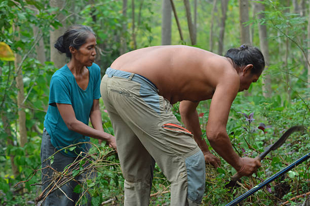 istock Rural Couple Bending Over to Clear Low-Lying Weeds with Sickle 2245944416