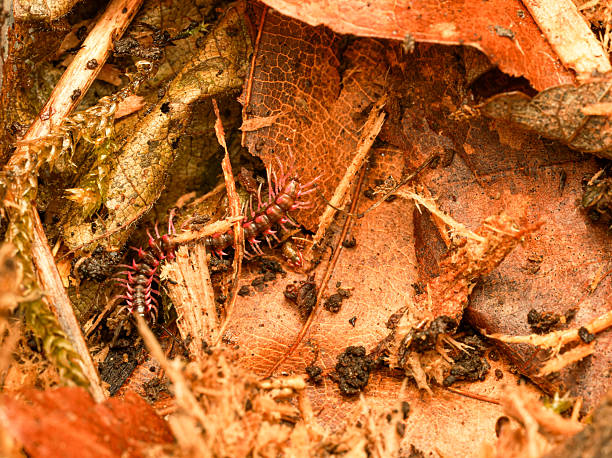 Centipede crawling on white background, showing long segmented body and legs. Suitable for natural science and biology reference.