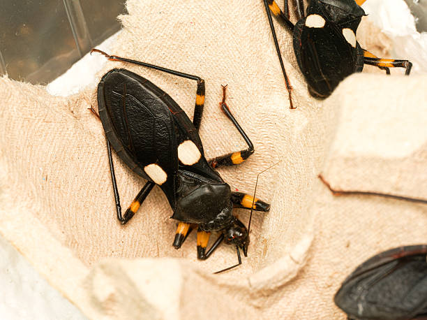 Platymeris biguttatus – African assassin bug macro close-up