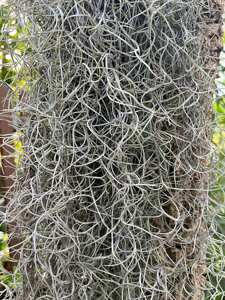 istock close up of a Spanish moss tree in the garden 2245945422