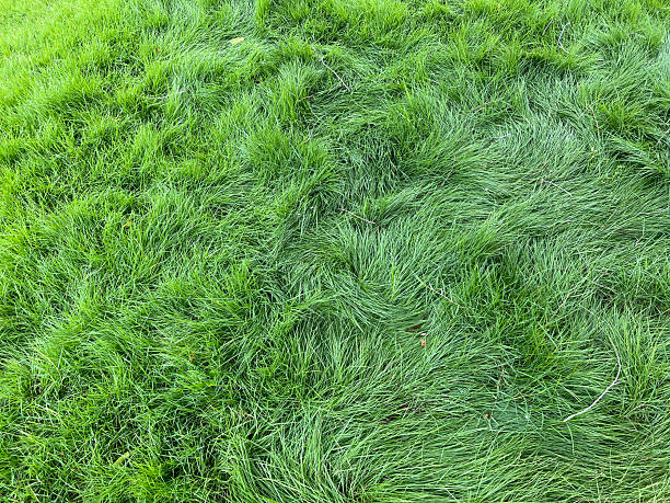 istock background of green grass 2245945897