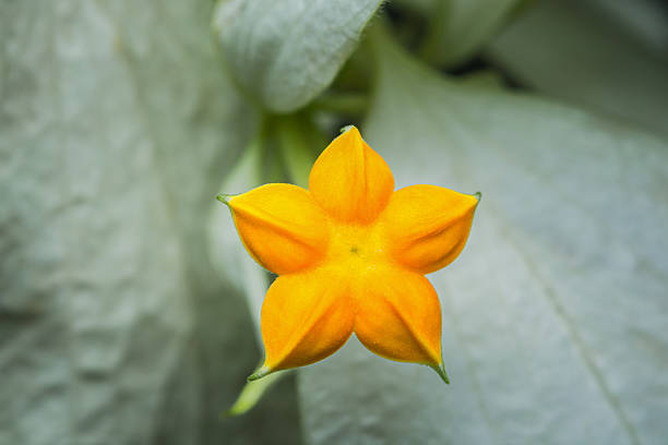 Yellow star-shaped mussaenda flower in vivid bloom against a soft white leafy background, close-up showing delicate petals, texture and bright tropical garden color