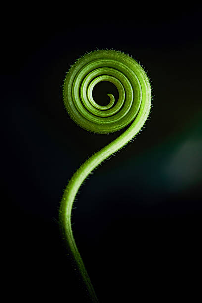 Green plant tendril creating a natural spiral on black