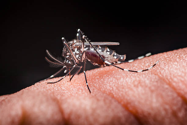 istock Mosquito bite on skin, feeding on blood 2245945947
