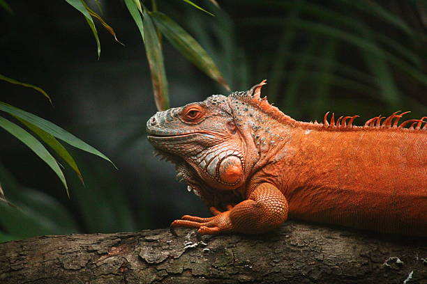 Portrait of Orange Iguana.