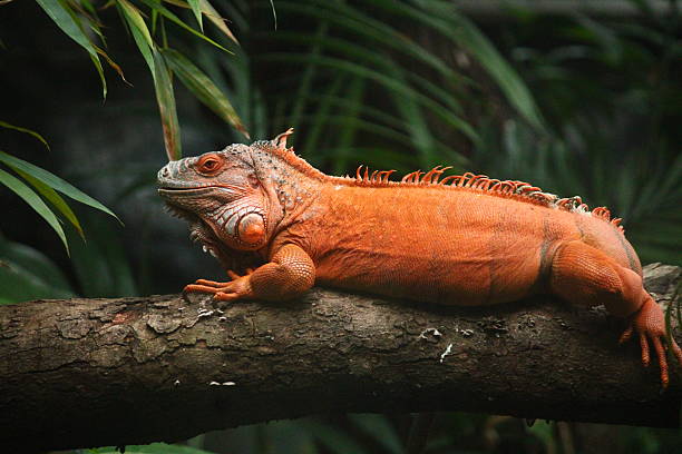 istock Portrait of Orange Iguana. 2245946853