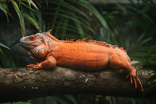 istock Portrait of Orange Iguana. 2245946872