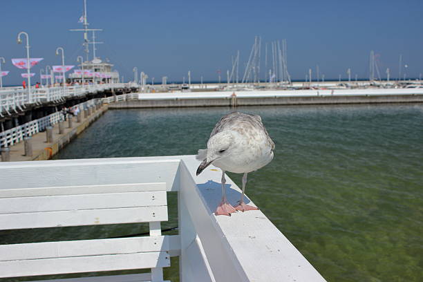 istock Seagull standing on white railing at Sopot pier on sunny day 2245948272