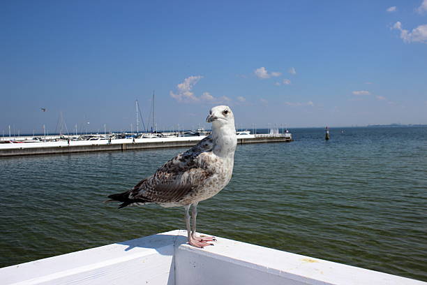 istock Seagull perched on white railing with marina and sea in background 2245948304