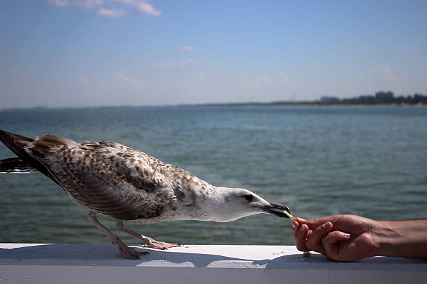 Curious seagull standing on white railing and reaching toward a human hand offering food, with the Baltic Sea and coastline in the background on a bright summer day in Sopot, Poland.