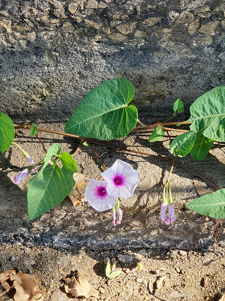 istock water morning glory flowers in the garden 2245948492