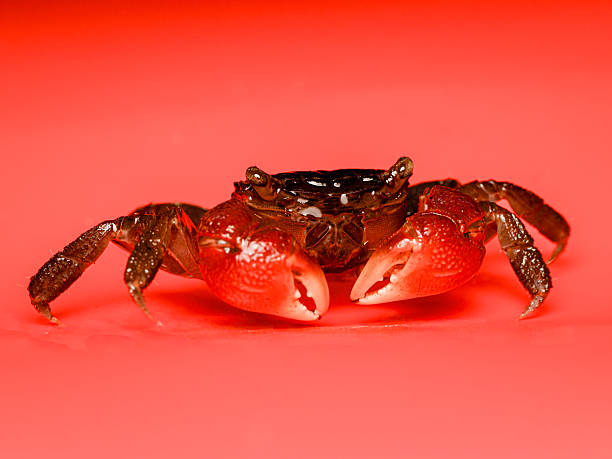 istock Sesarma bidens – red mangrove crab 2245948673