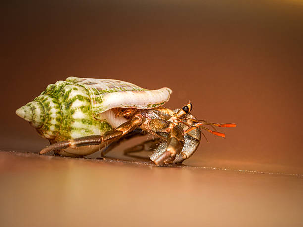 Macro image of Coenobita sp., a terrestrial hermit crab inhabiting a green shell. This tropical crustacean uses empty mollusk shells as mobile shelters to protect its abdomen.