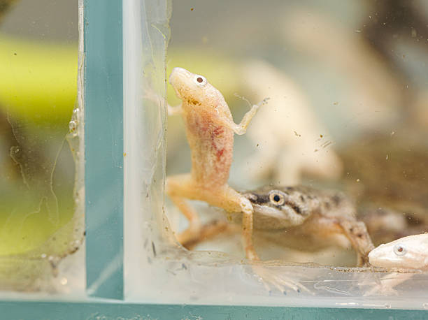 istock Xenopus laevis – African clawed frogs, albino and wild-type morphs 2245949189