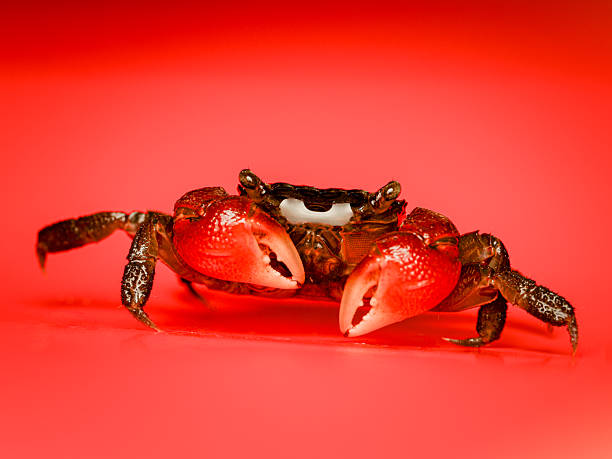 istock Sesarma bidens – red mangrove crab 2245949190