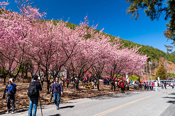 Taichung, Taiwan - February 16, 2017: When the cherry blossoms bloom, tourists visit the Wuling Farm in Taichung Shei-Pa National Park, Taiwan.