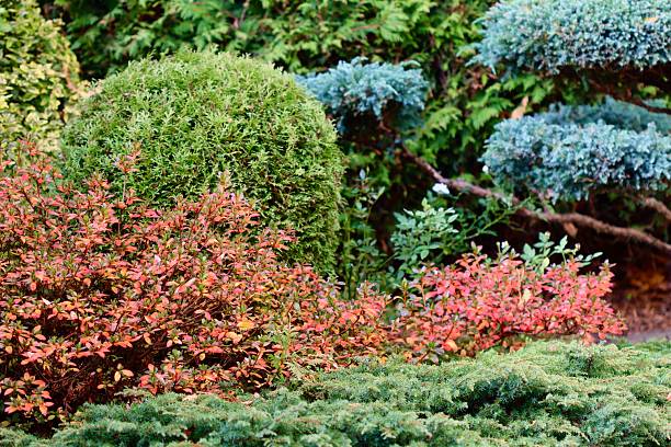 istock A professionally landscaped garden featuring clipped, trained juniper shrubs and trees alongside a brick walkway, with accents of Azalea Japanese Geisha Red showing vivid autumn red foliage. 2245952577