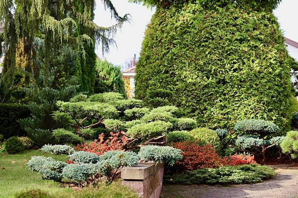istock A professionally landscaped garden featuring clipped, trained juniper shrubs and trees alongside a brick walkway, with accents of Azalea Japanese Geisha Red showing vivid autumn red foliage. 2245952582