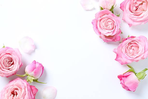 istock Festive postcard with pink roses on white background 2245952702