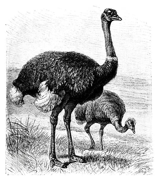istock Ostrich, (Struthio camelus), large flightless bird found only in open country in Africa 2245952709