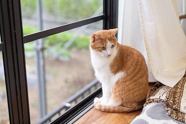 istock The back view of a cute cat looking out the window 2245953995