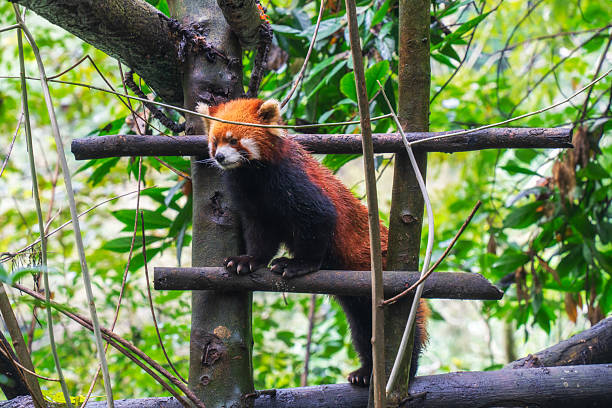 Adorable Red Panda in the zoo, China